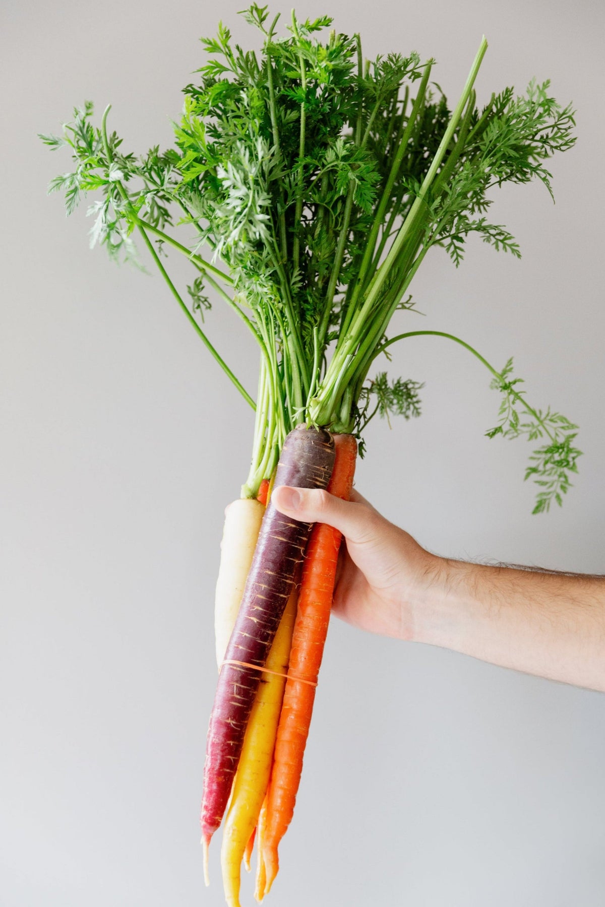 A hand holding a bundle of fresh multicolor carrots with green tops against a plain light gray background.